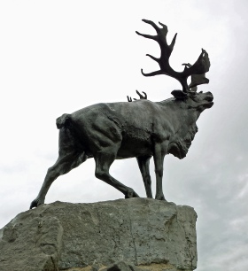 Newfoundland caribou facing the former foe with head thrown high in defiance